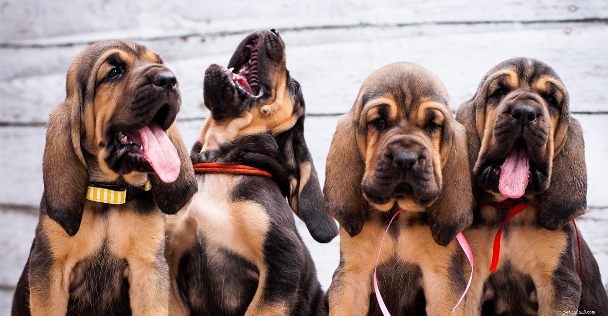 Bloodhound Dog Breed Center – Conoscere i loro pro e contro