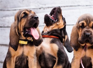 Centro de raças de cães Bloodhound – Conhecendo seus prós e contras
