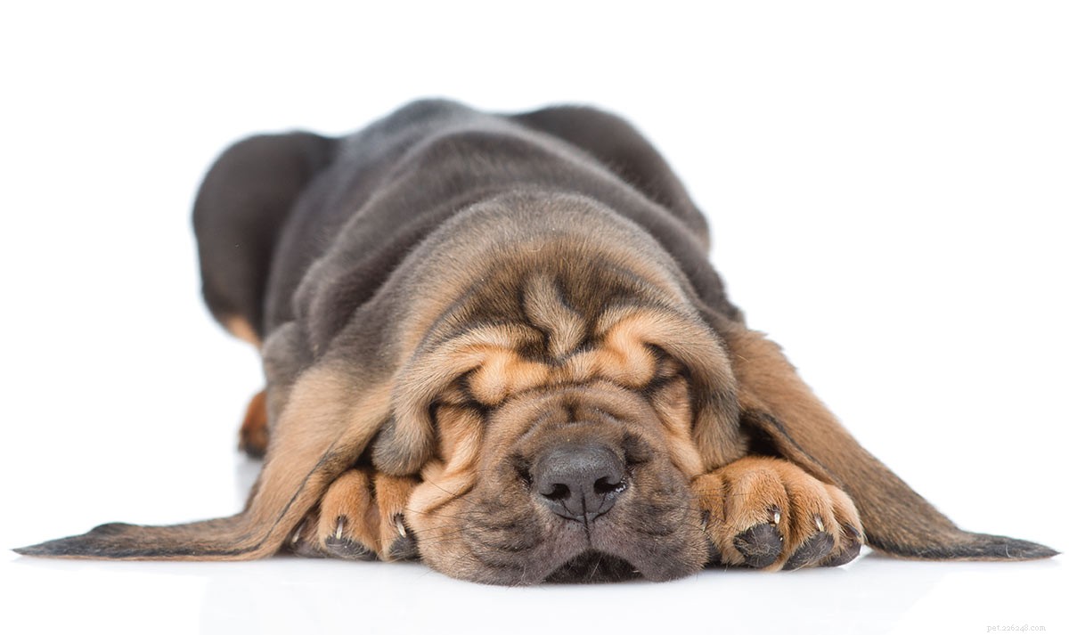 Centro de raças de cães Bloodhound – Conhecendo seus prós e contras
