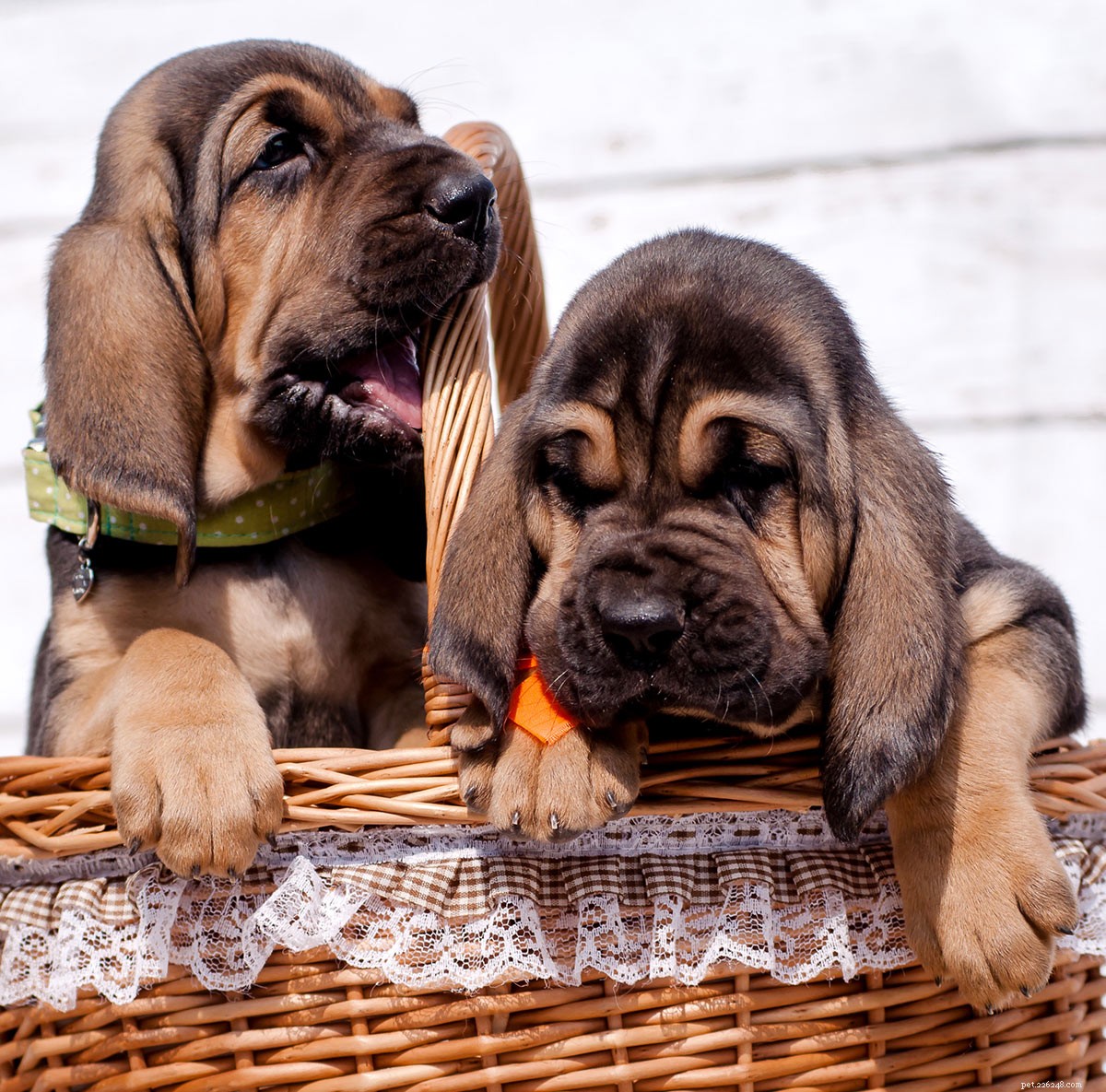 Centre de race de chiens Bloodhound – Connaître leurs avantages et leurs inconvénients