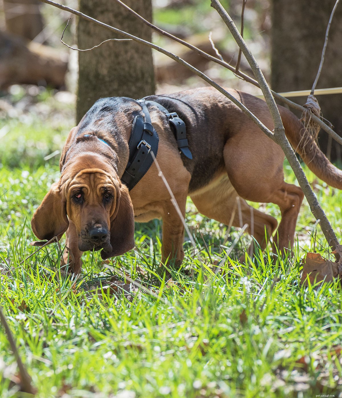 Bloodhound Dog Breed Center – Leer hun voor- en nadelen kennen