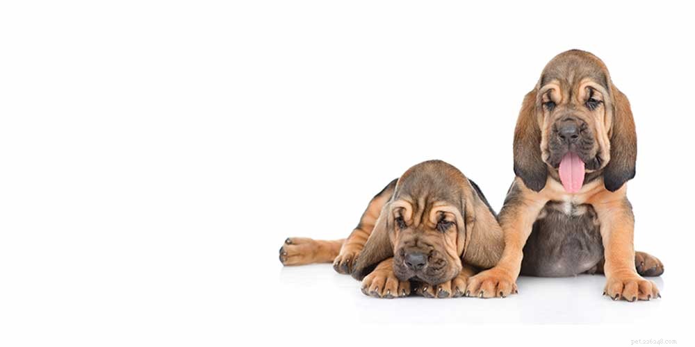 Центр породы собак ищейки – знакомство с их плюсами и минусами