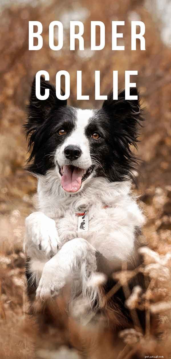 Centro de informações sobre a raça de cães Border Collie