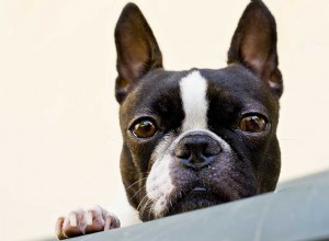 Boston Terrier – Esta é a raça certa para você?