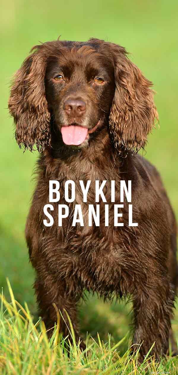 Průvodce plemenem psů Boykin španěl