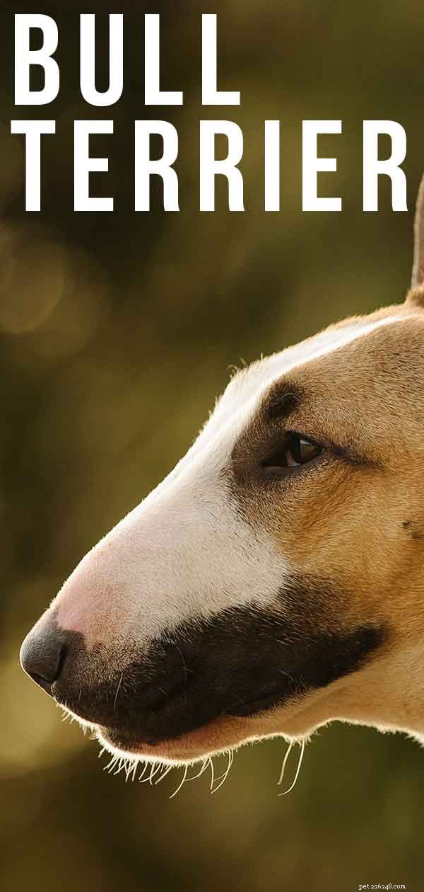 Bull Terrier Hondenras Informatiecentrum