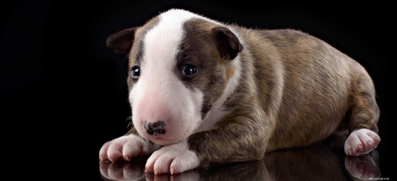 Centro de informações sobre a raça de cães Bull Terrier