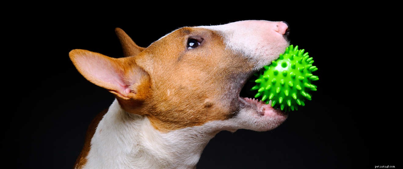Centro de informações sobre a raça de cães Bull Terrier
