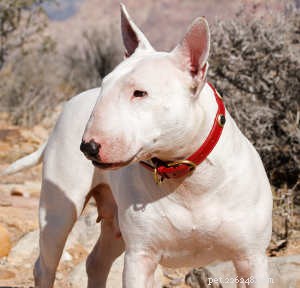 Bull Terrier Hondenras Informatiecentrum