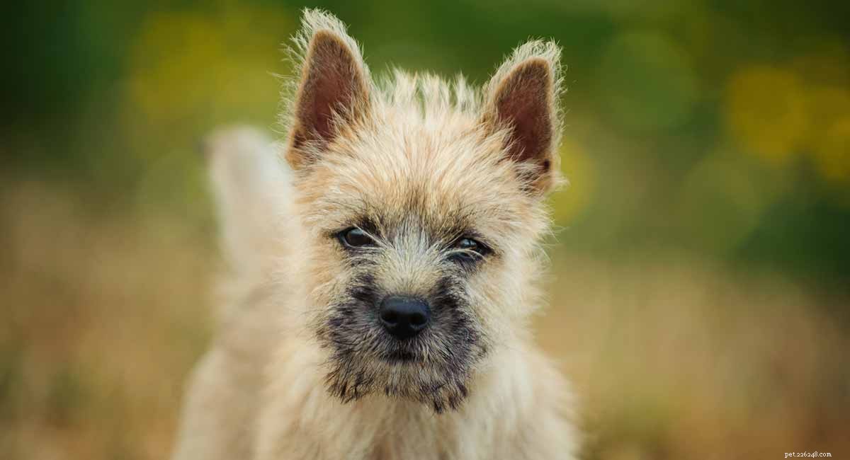 Cairn Terrier:een oud ras als modern huisdier