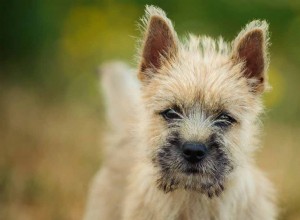 Cairn Terrier:uma raça antiga como um animal de estimação moderno