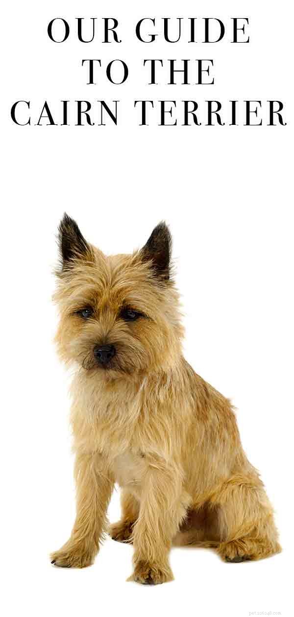 Cairn Terrier:현대 애완동물로서의 고대 품종