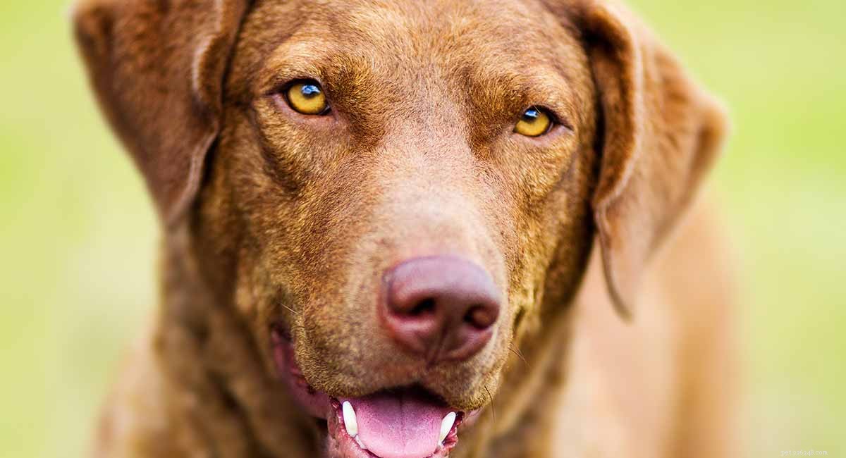 Centro informazioni sulla razza canina di Chesapeake Bay Retriever