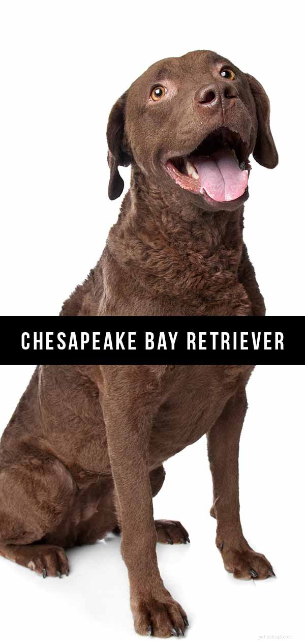 Centro de informações sobre raças de cães Chesapeake Bay Retriever