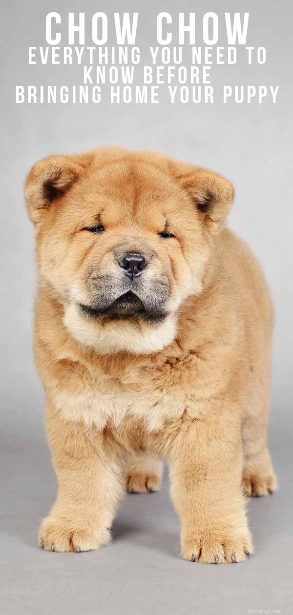 Чау-чау – Полное руководство по набирающему популярность щенку