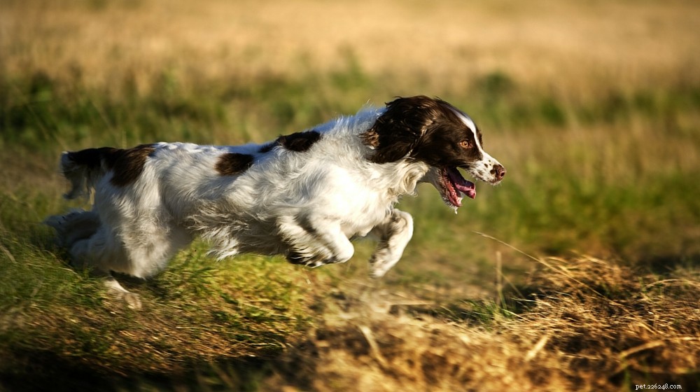 Centro de informações sobre a raça do cão Springer Spaniel inglês