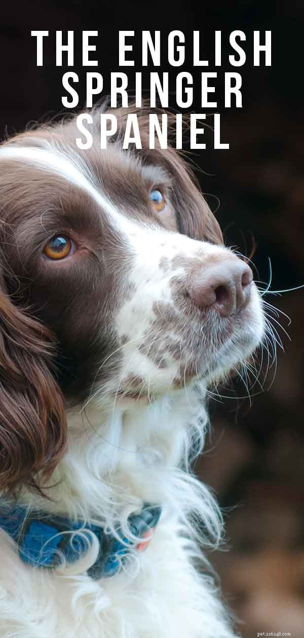 Centre d information sur les races de chiens Springer Spaniel anglais