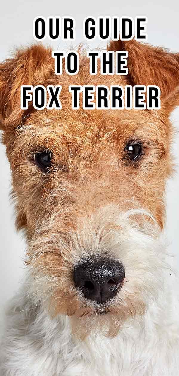 Foxterrier – två olika raser av terriertyp