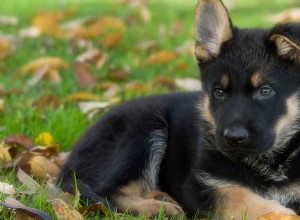 Centro de informações sobre a raça do cão pastor alemão