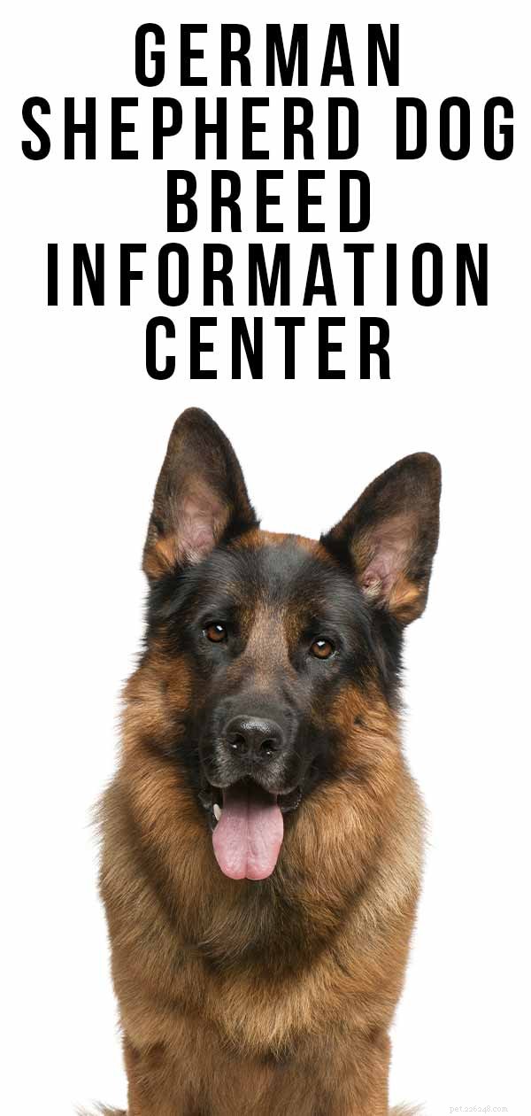ジャーマンシェパード犬の品種情報センター 