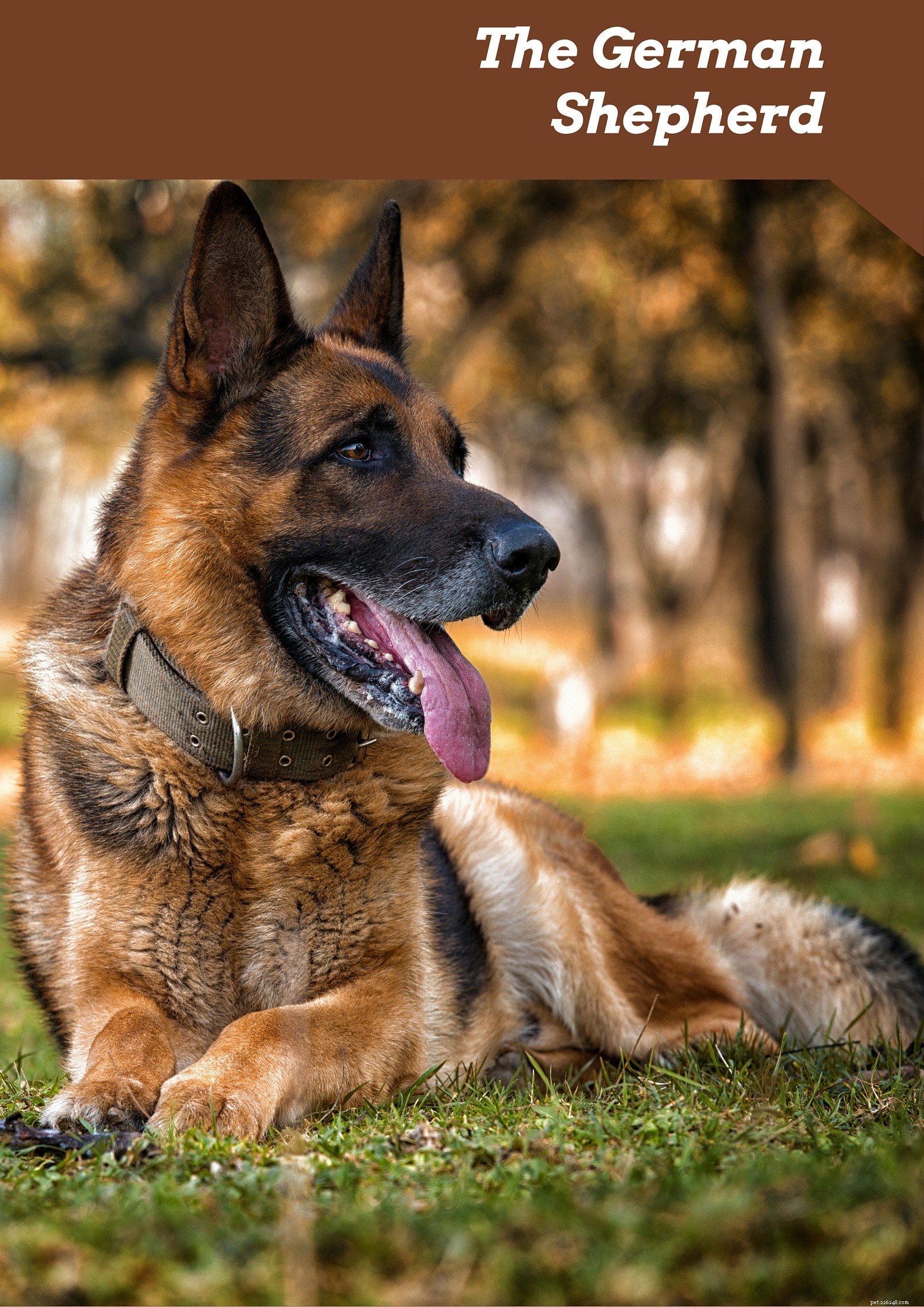Centro de informações sobre a raça do cão pastor alemão