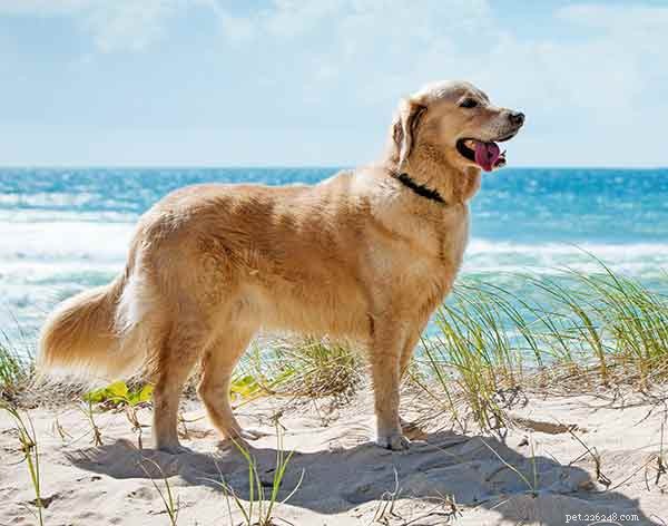 Guida alla razza di cani Golden Retriever