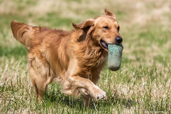 Guide des races de chiens Golden Retriever