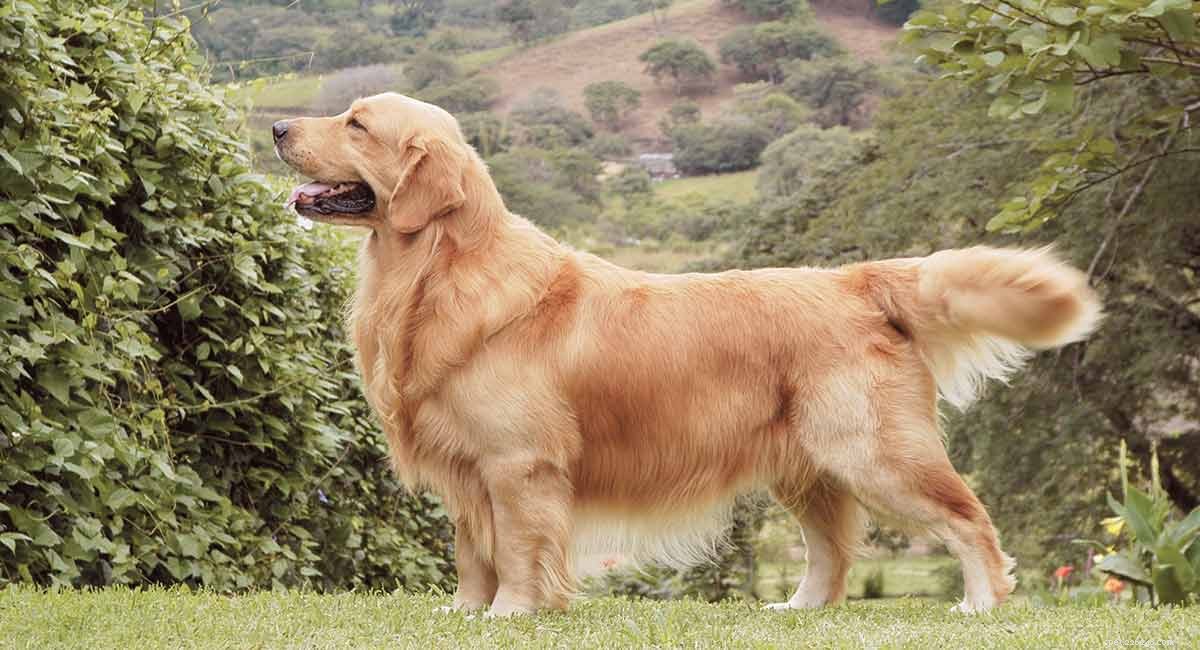 Guia de raças de cães Golden Retriever