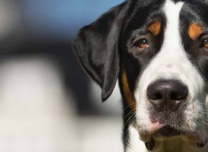 Greater Swiss Mountain Dog Breed Information Center