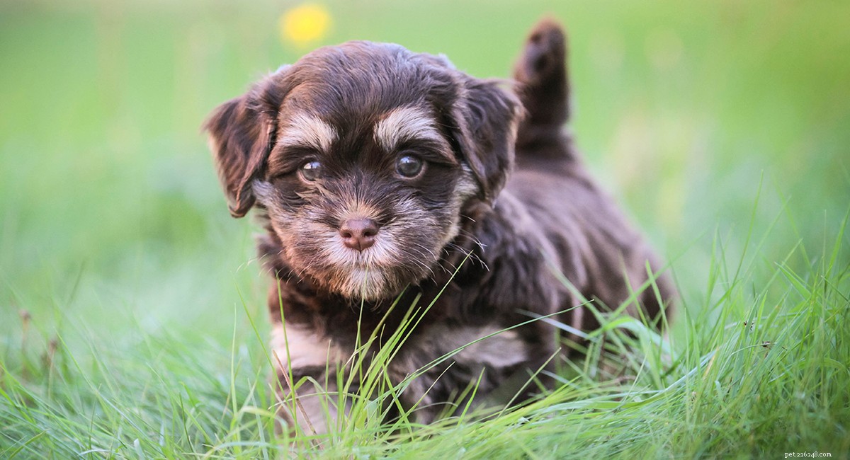 Centro informazioni sulla razza canina Havanese – Una guida per un cucciolo dalle dimensioni di una pinta