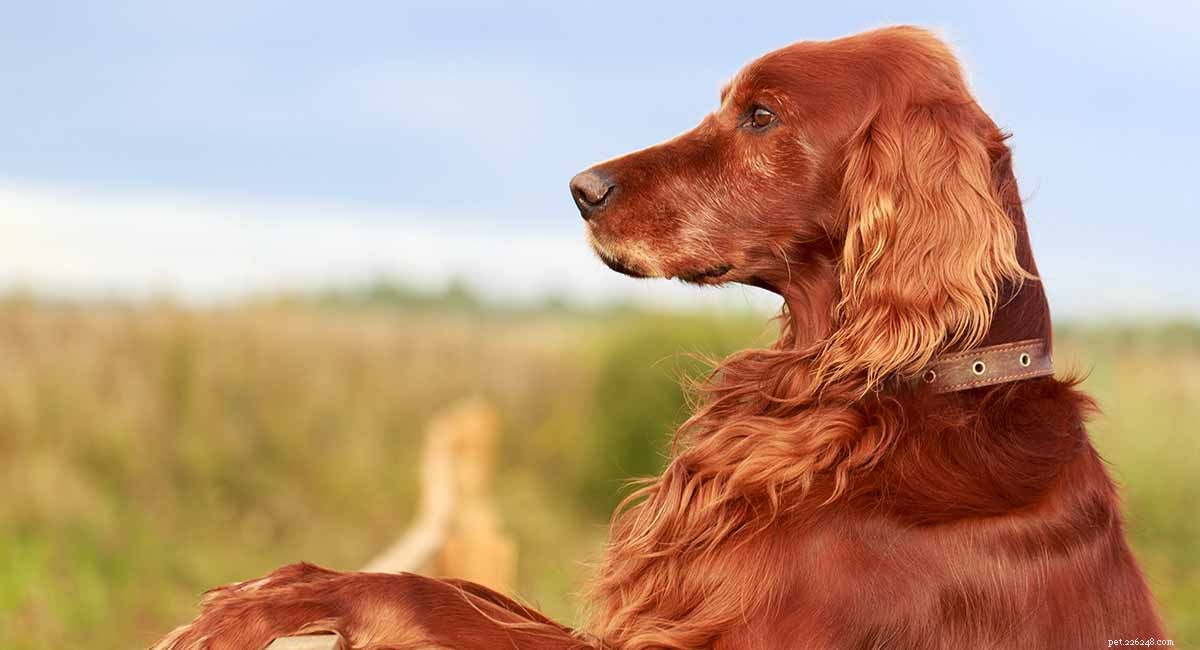 Centro informazioni sulla razza di cani setter irlandesi