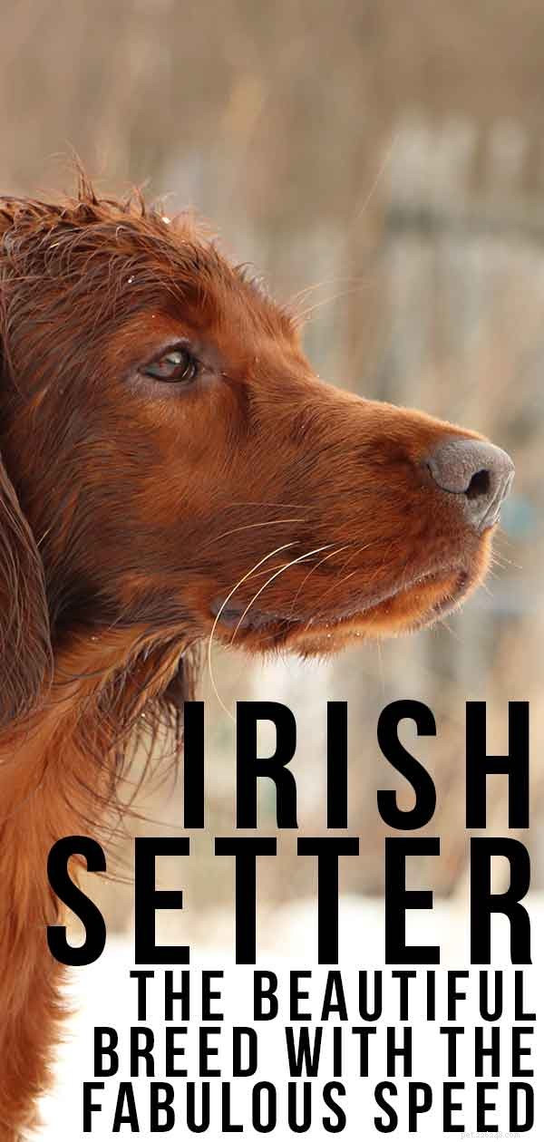 Centro de informações sobre raças de cães Setter Irlandês