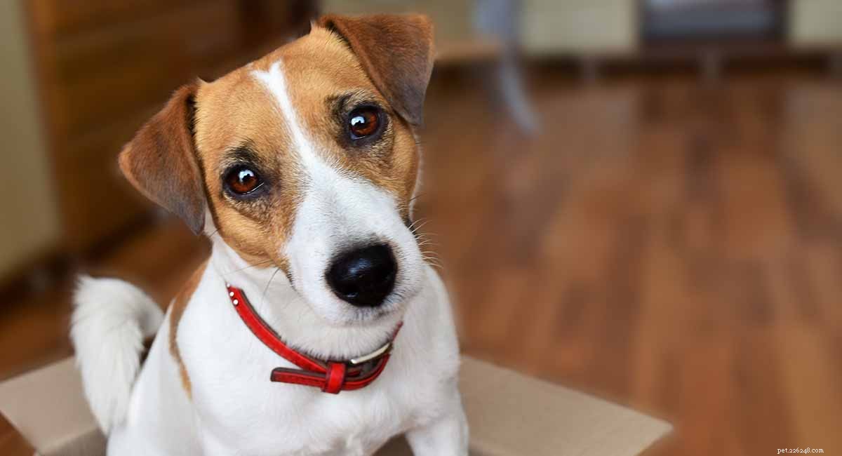 Джек-рассел-терьер – маленькая собака с большим характером
