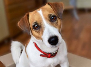 Jack Russell Terrier – 큰 태도를 가진 작은 개