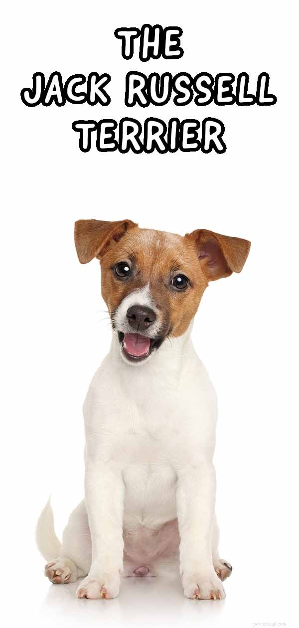 ジャックラッセルテリア–大きな態度の小さな犬