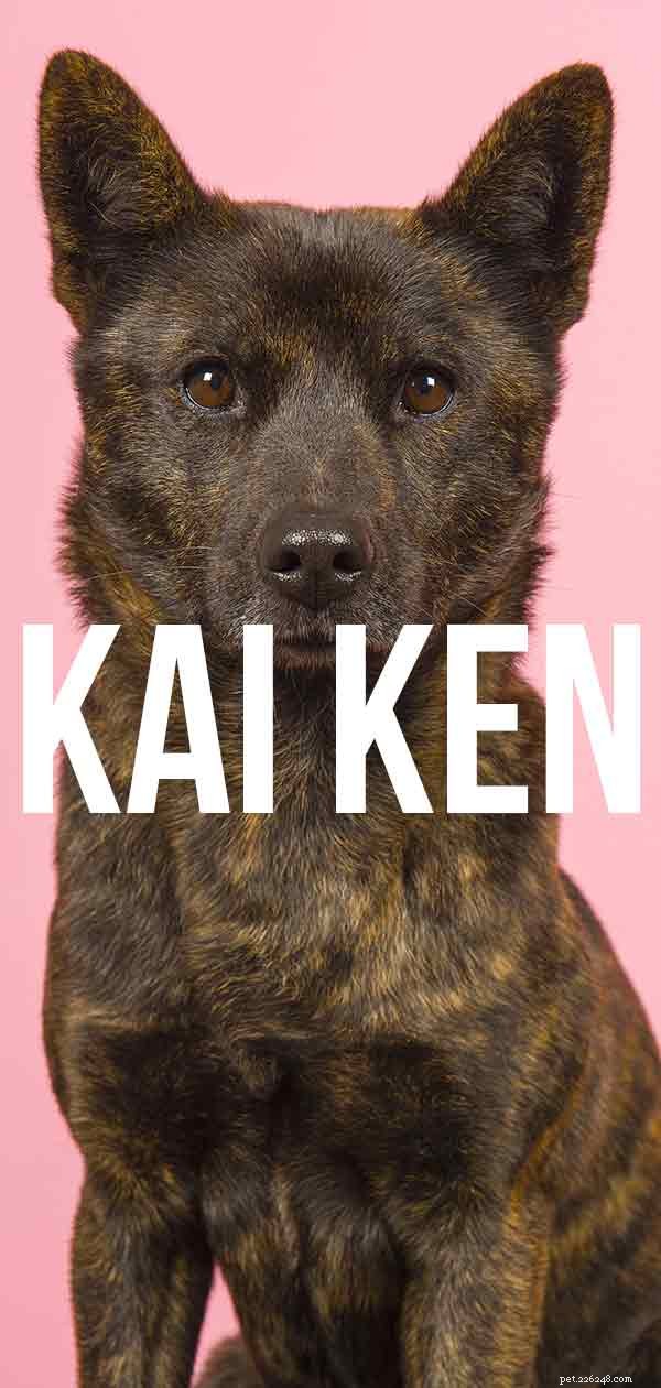 Kai Ken - Un guide complet sur une race japonaise inhabituelle
