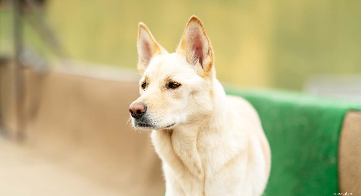 韓国珍島犬品種情報センター–珍島犬ガイド 