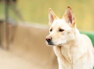 Centro de informações sobre a raça coreana de cães Jindo – Um guia para o cão Jindo