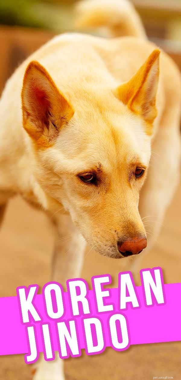 Centro de informações sobre a raça coreana de cães Jindo – Um guia para o cão Jindo