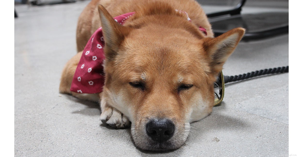 Koreaans informatiecentrum voor Jindo-hondenrassen – een gids voor de Jindo-hond