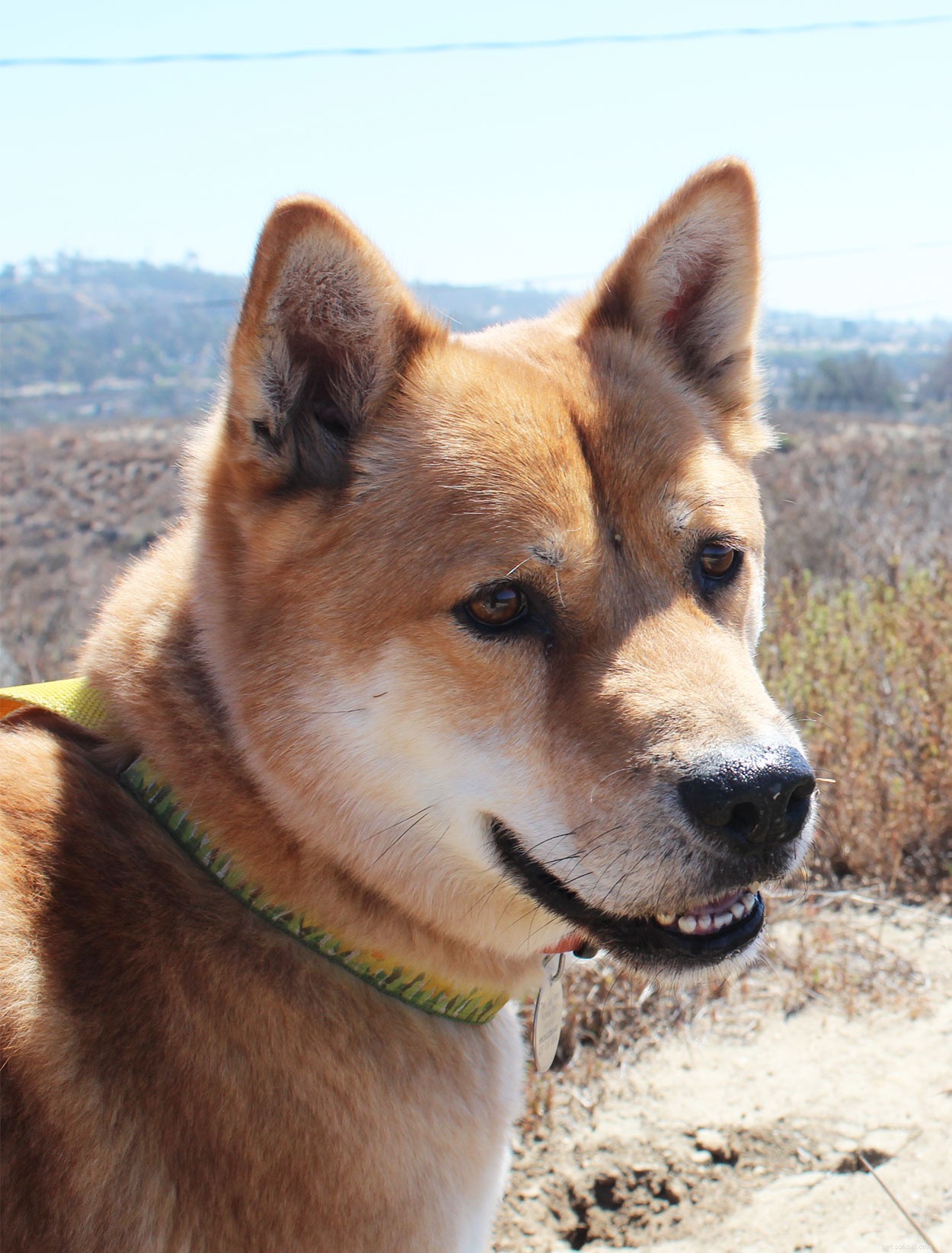 Centro informazioni sulla razza del cane Jindo coreano – Una guida al cane Jindo