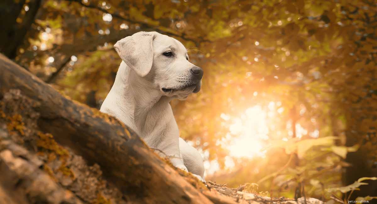 Informatie over het hondenras van de Labrador Retriever