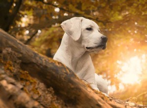 Информация о породе собак лабрадор-ретривер