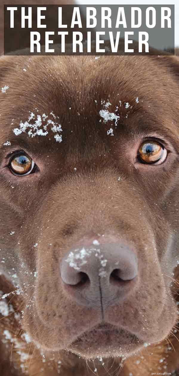 Labrador retriever hundrasinformation