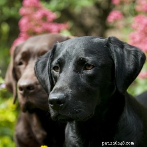 Informações sobre a raça de cães Labrador Retriever