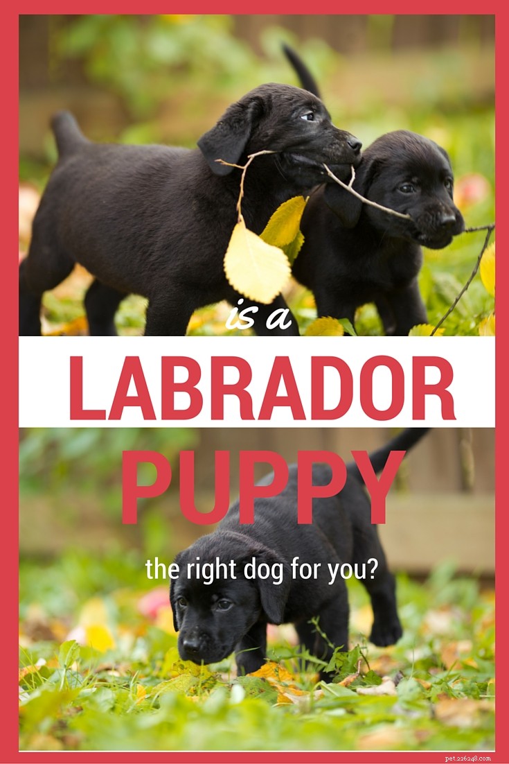 Informations sur la race de chiens Labrador Retriever