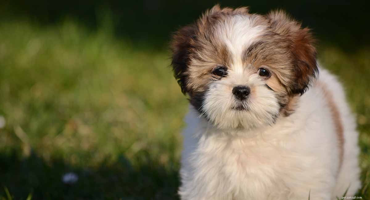 Lhasa Apso Breed Traits And Care Guide