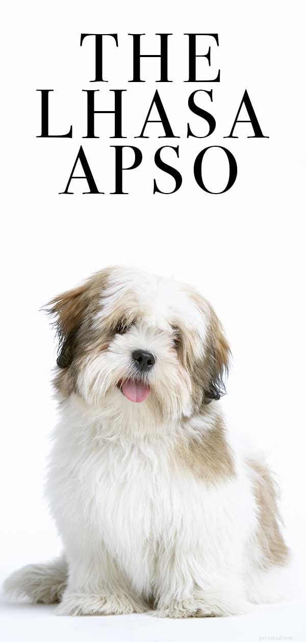 Lhasa Apso Breed Traits And Care Guide