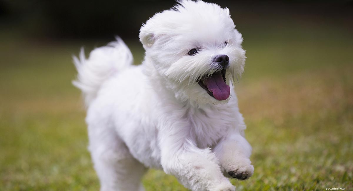 Informatiecentrum voor Maltese honden:de ultieme pluizige witte puppy