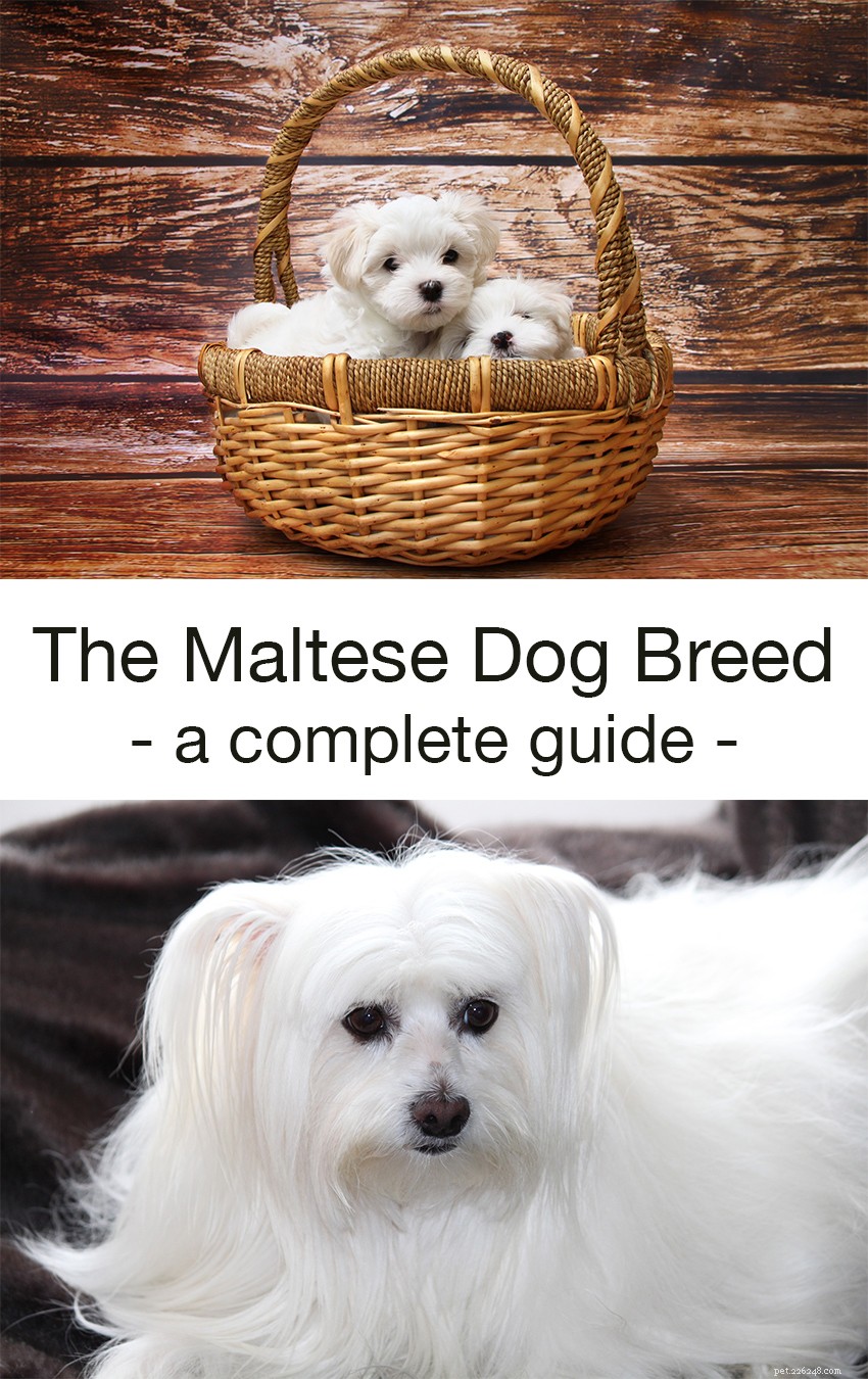 Informatiecentrum voor Maltese honden:de ultieme pluizige witte puppy